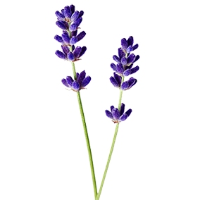 lavender-sprig_2.png