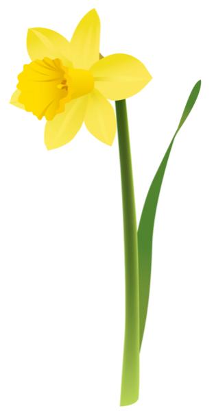 spring_yellow_daffodil_png_clipart.png